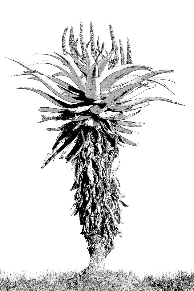 AS164 Wall décor art photographic on canvas botanical single aloe black & white